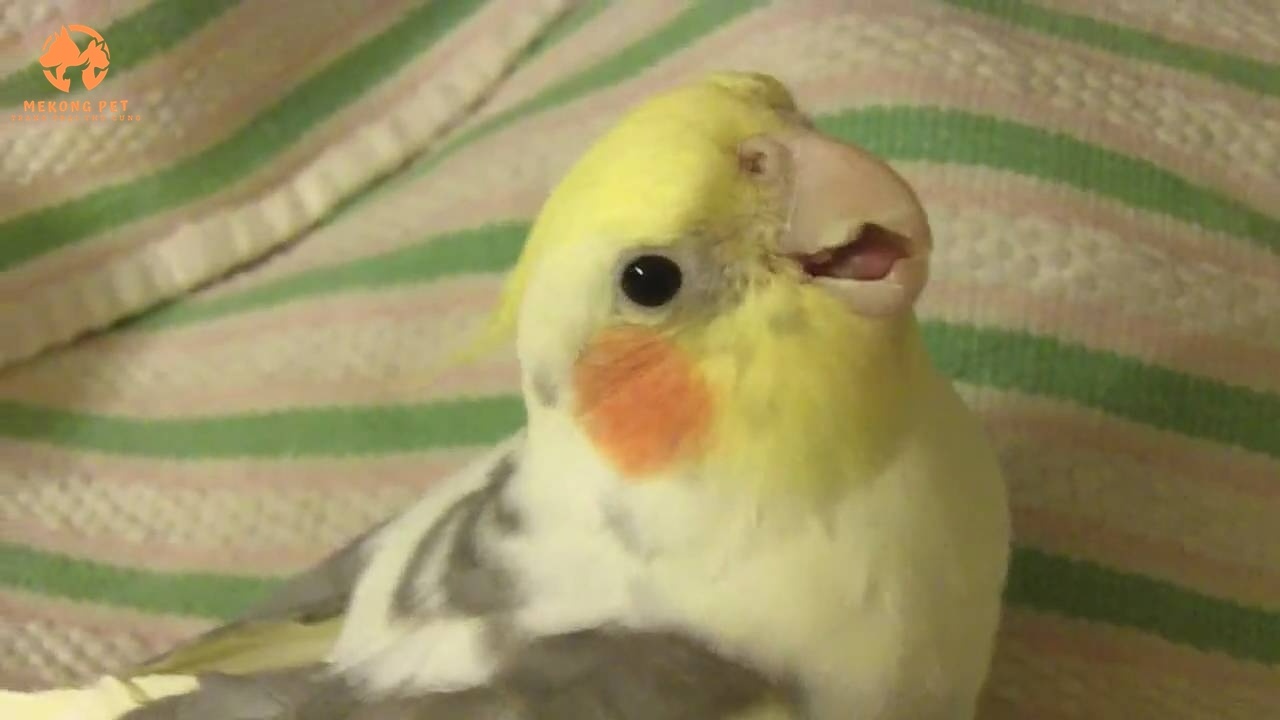Bán vẹt cockatiel con non giá rẻ tại Tphcm